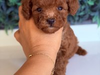 Sakarya Toy Poodle