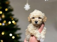 TOY POODLE KÖPEĞİ