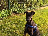 7 aylık eğitimli doberman