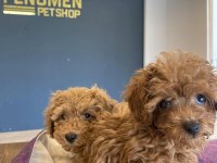Türkiyenin En Güzel Toy Poodle Yavruları