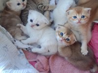 10 gün sonra teslim edilecek british shorthair