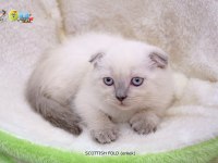 SCOTTİSH BEBEKLERİMİZ AİLELERİNİ BEKLİYOR