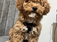 Köpeğimiz Paris Yeni Yuvasını Arıyor
