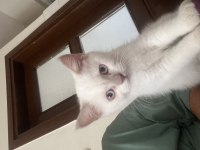 2,5 aylık kızımız british red point