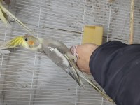 Sağlıklı pırıl pırıl kendi üretimim yavrular