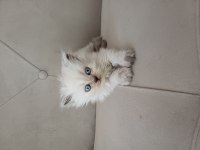 Dişi British longhair
