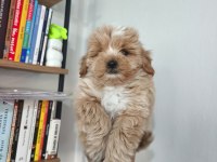 Maltipoo yavruları