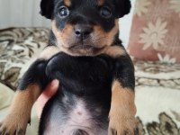 Safkan Gül Kuyruk Pinscher