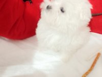 ORJİNAL MALTESE