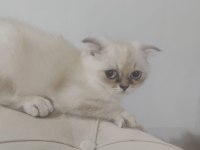 British shorthair 6 aylık