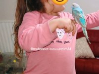 KAFES MALZEMELERİYLE ALABİLECEĞİNİZ MUHABBET KUŞLARI