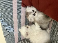 2 Aylık Erkek ve Dişi Yavru Kedimiz