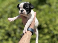 Sevimli ve Maskeli French Bulldog Yavrularım