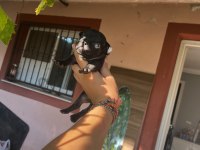 French bulldog mavişlerimi görmeye ne dersiniz