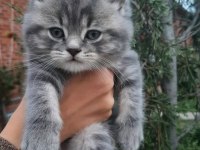 2 aylık İnanılmaz sevimli oyuncu scottish fold / straight
