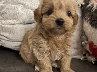 A Kalite Maltipoo Yavrularımız