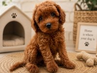 Toy Poodle Yavrular Dişi Erkek