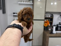 Wc eğitimli safken belgeli toy poodle yavruları