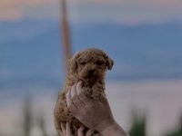 Toy Poodle Yavrumuz Yeni Yuvasına Hazır