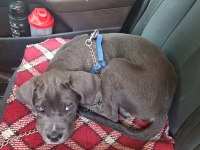 Cane corso blue 3 aylık kimlik çip çıkartıldı