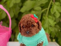 POODLE YAVRULAR YENİ YUVASINI BEKLİYOR