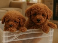 Toypoodle sevimli yavrular onaylı ruhsatlı çiftlik 