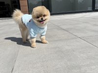 ORJİNAL POMERANİAN TEDDY BEAR EN İYİSİNİ İSTEYENLER İÇİN