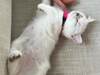 Orjinal safkan britishorthair yavrular