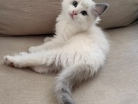 SECERELİ RAGDOLL YAVRULARI