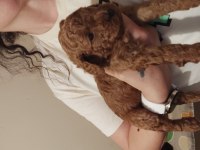 F1 maltipoo dişi dünya güzeli