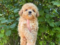 Maltipoo Bebekleri