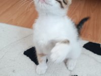 Kedimizi Kim Sahiplenmek İster