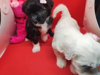 Maltipoo köpeklerimiz