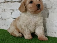 Maltipoo dişi yavrumuz