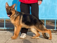 ORJİNAL SHOWLİNE ALMAN KURDU FCİ ŞECERELİ KÖPEĞİMİZ