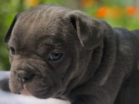 Ankara exotic french bulldog