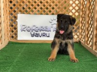 Alman Kurdu Yavru Köpekler