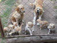 Sağlıklı Golden Retriever Yavrular