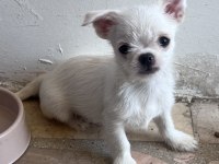 Chihuahua yavrular 4 aylık
