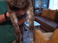 5 buçuk aylık dişi scottish fold