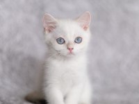 Anne Baba Full Şecereli British Shorthair