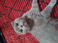 Dişi British Shorthair