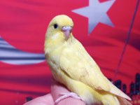 Sağlıklı yavru veya damızlık muhabbet kuşlar
