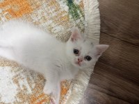 Satılık british shorthair kedisi