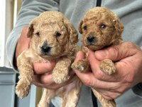 Toy poodle yavrular