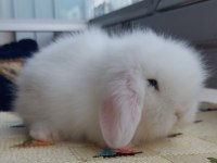 Lop tavşanı