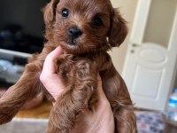 Maltipoo minnaklar