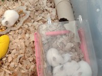 23 Günlük Roborovski Hamsterleri 5 Tane Ve Anne Baba