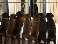 İsteğe Özel Estetik Dobermanlar
