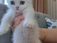 Teslime hazır güzel kediler sizi bekliyor
